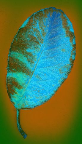 Digital Art - Autumn Leaf